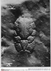 Historisches Foto von Gastrodorus neuhausense (Von Meyer, 1864) (NHMW-AFW-GEO-BACHMAYER-FOTO-1990-0041-0103)